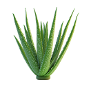 aloevera